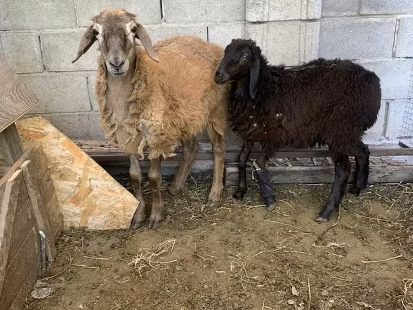 मेढ़ा, Small-tailed Han sheep