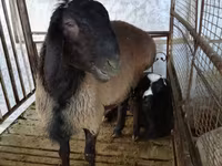 Carneiro, Blackheaded Persian sheep — foto 1