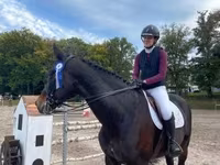 Kůň, Belgian warmblood horse — foto 6