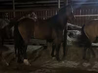 Horse (M), Horses — photo 5