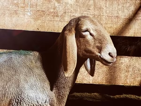 Qoyun, Arashan sheep