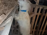 Dişi keçi, Saanen goat — foto 8