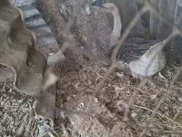 Geese — foto 5