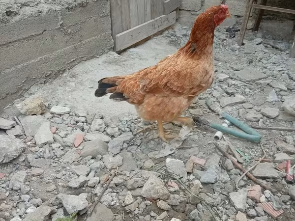 Chickens — Azərbaycan