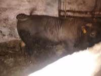Buğa, Charolais cattle — foto 6