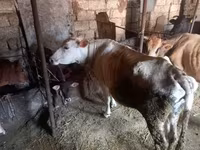 Cow, Simmental cattle — photo 5