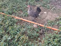 Chickens — photo 7