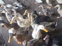 Ducks — foto 3