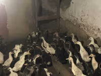 Ducks — 照片 1