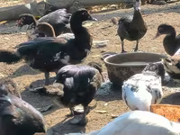 Ducks — foto 4