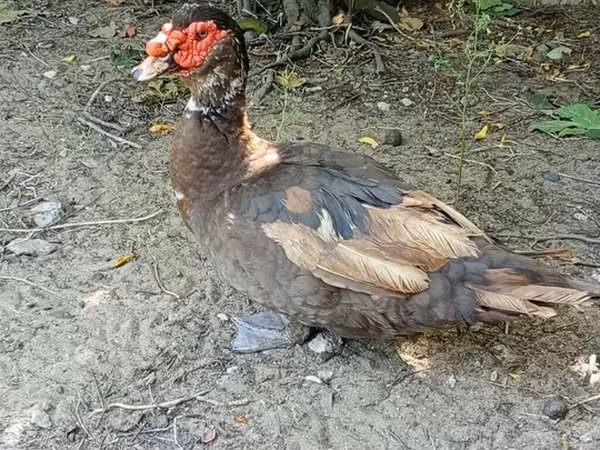 Ducks