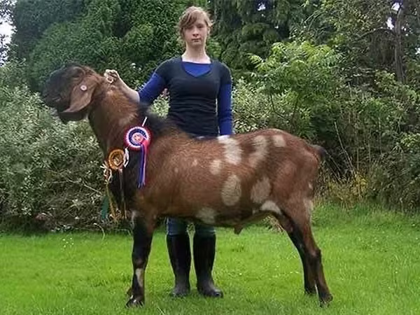 Kozioł, Nubian Goat