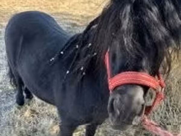 Égua, Cavalos