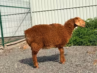 Oveja, Hissar sheep — foto 1