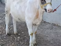 Cow, Belgian Blue — photo 7