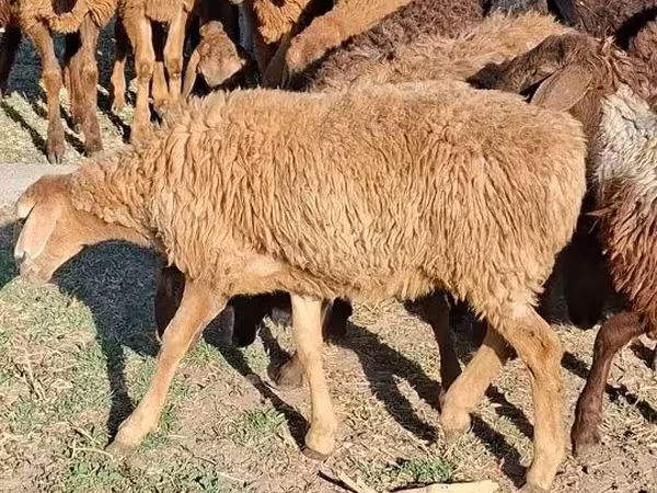 Camel Female, Camels