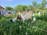 Cabra, Boer goat — foto 2