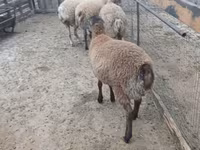 Ram, Sheep — photo 2