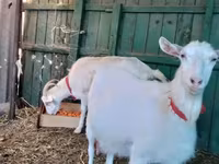 Dişi keçi, Saanen goat — foto 4