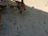 Chickens — photo 4
