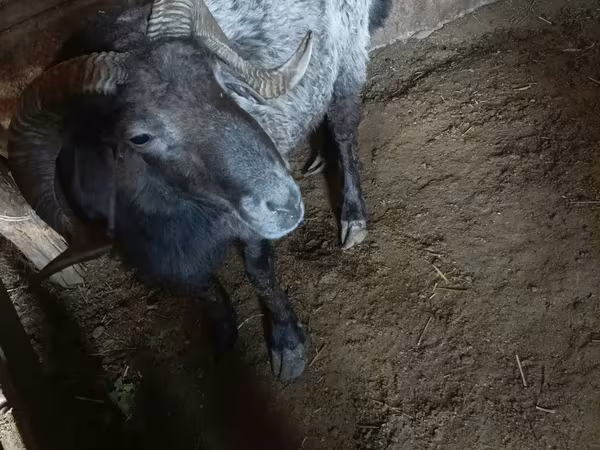 Qoç, Qoyunlar