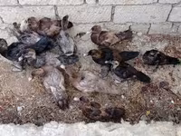 Ducks — photo 3