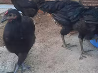 Chickens — foto 6
