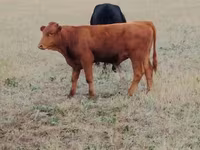 İnək, Ukrainian grey cattle — foto 1