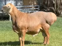 Ram, Rhon sheep — photo 1