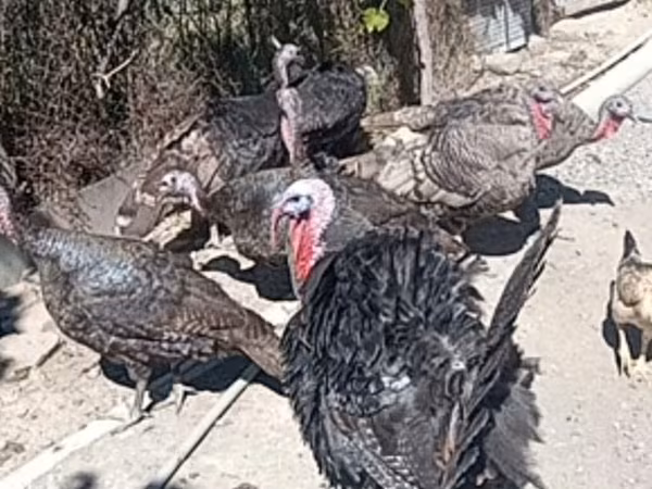 Turkeys