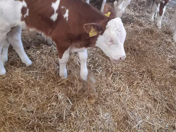 牛只（批次，未指定性别）, Simmental cattle