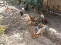 Chickens — foto 7