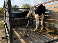 İnək, Russian Black pied cattle — foto 1