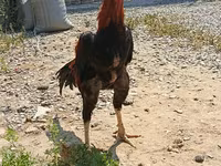 Chickens — photo 2