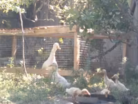 American Pekin — photo 3