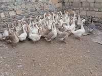 Geese — 照片 2