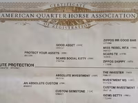 At, Quarter Horse — foto 7