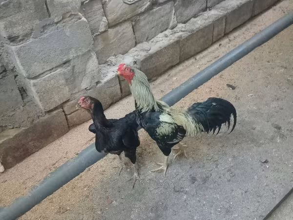 Chickens — Azərbaycan