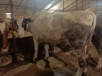 İnək, Simmental cattle — foto 4