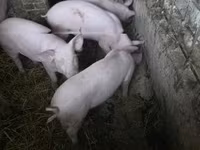 Чочколор (партия, жынысы көрсөтүлгөн эмес) — сүрөт 2