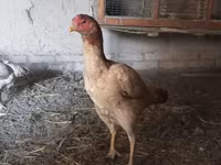 Chickens — zdjęcie 5