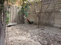 Chickens — zdjęcie 2
