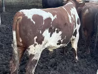 Buğa, Simmental cattle — foto 8