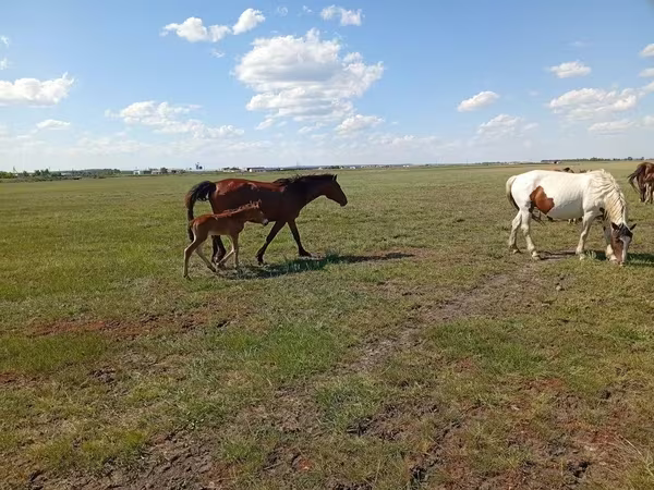 Yegua, Kinsky horse