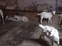 Goat, Goats — photo 3