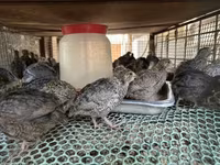 Quails — zdjęcie 1