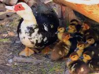 Ducks — Foto 1