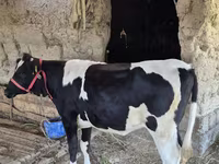 Cow, Russian Black pied cattle — photo 2