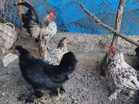 Chickens — Foto 3