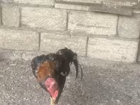 Chickens — foto 2